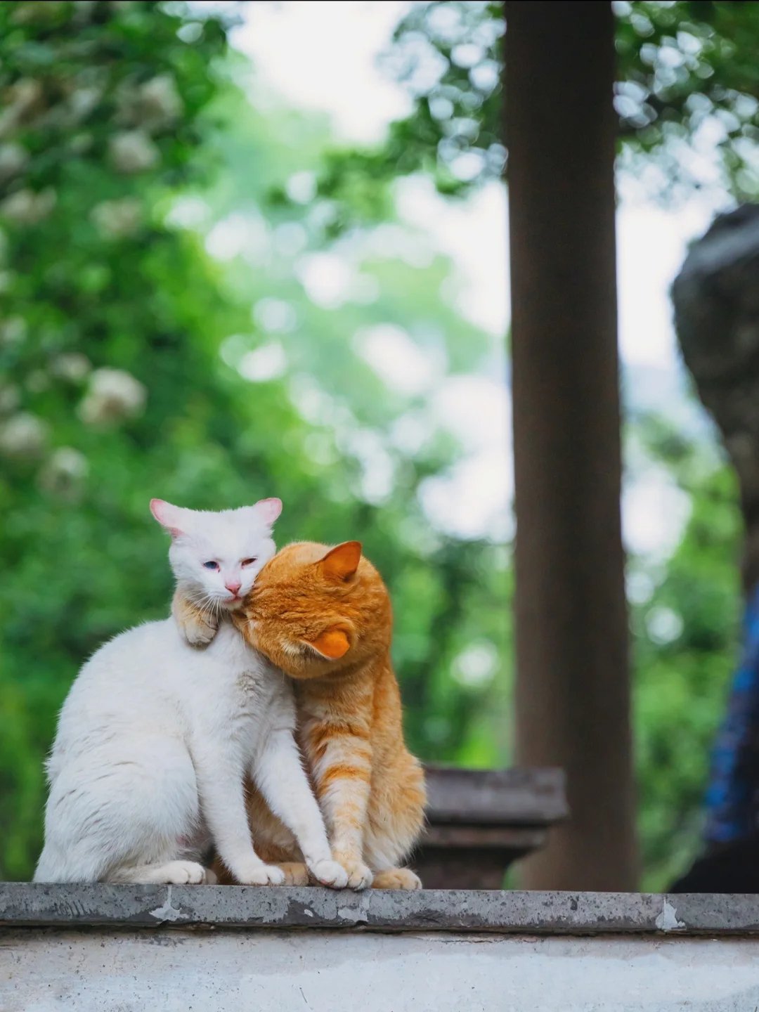 一组从甜蜜到仇恨掐架的猫咪过程图