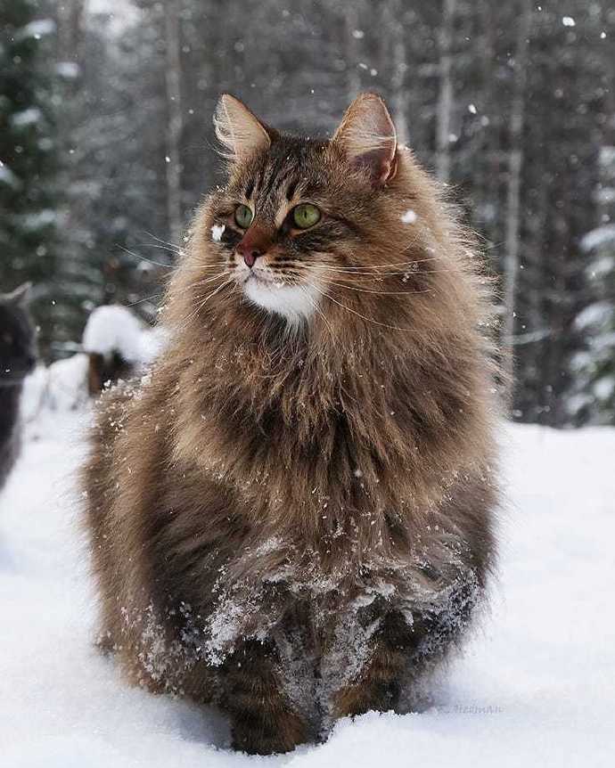 在雪地里飞驰的西伯利亚森林猫图片