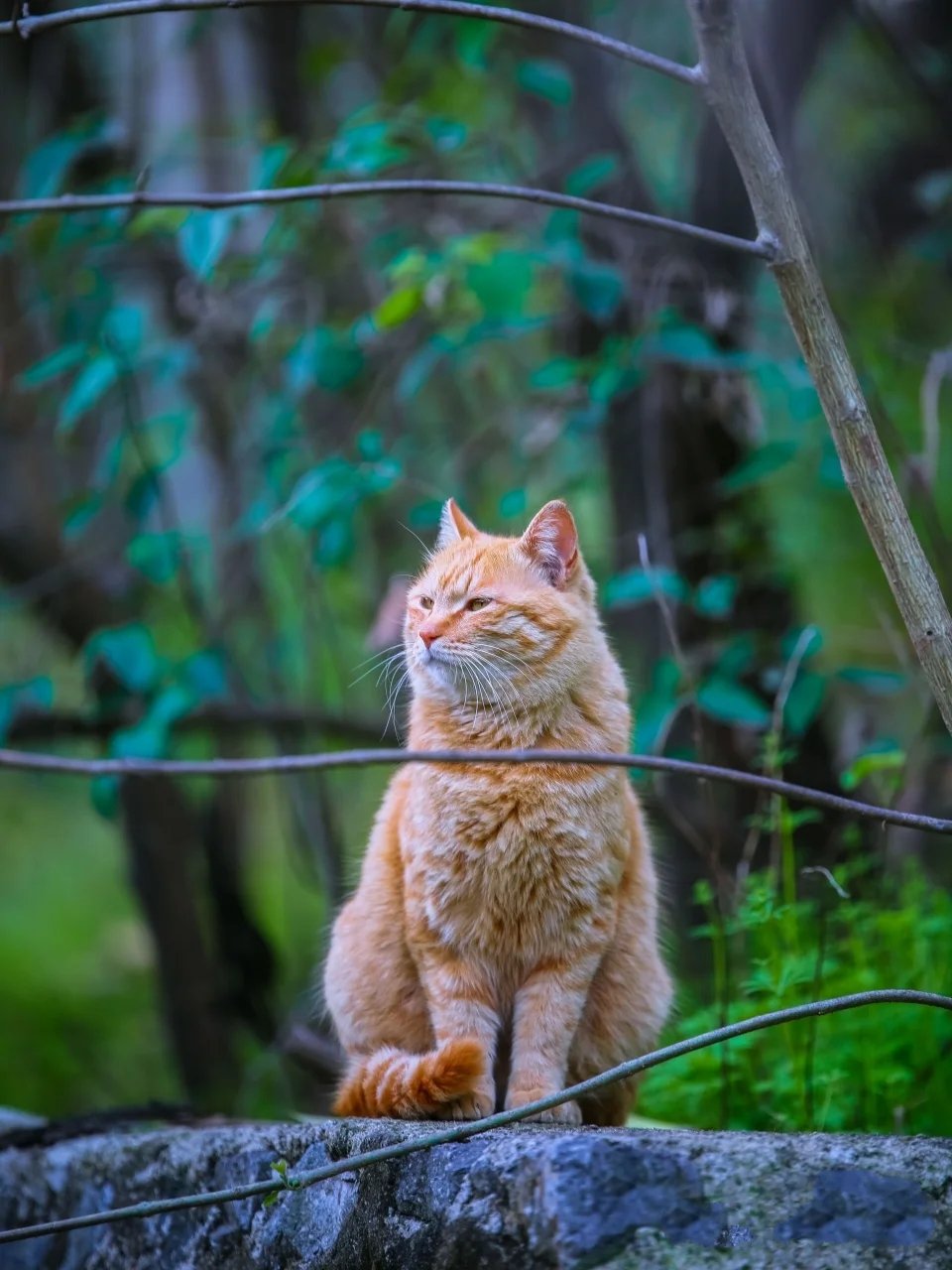 与绿叶简直是绝配毫无违和感的橘猫图片