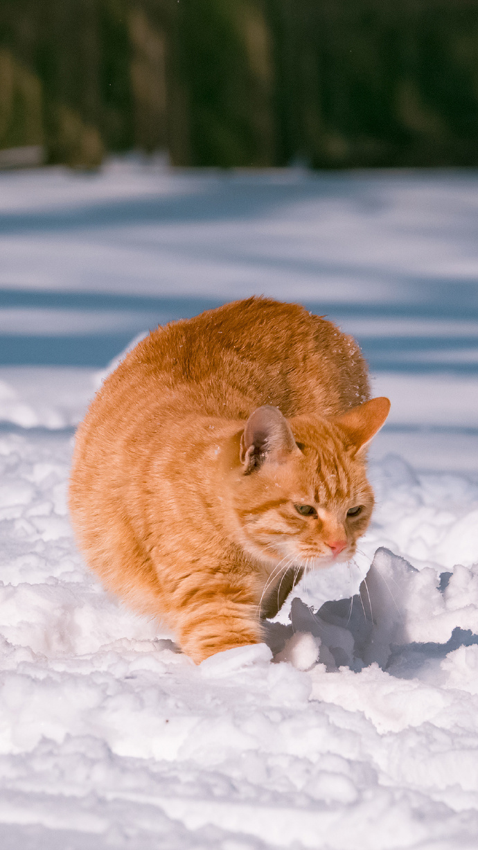 一组橘猫戏雪图片