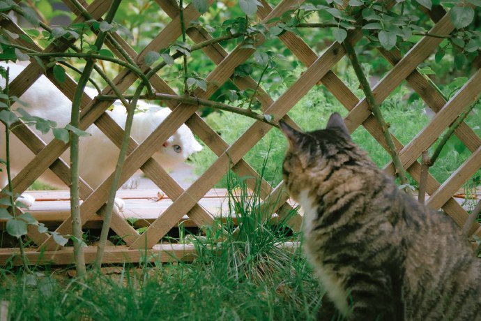 一群在花园里玩耍的猫咪图片