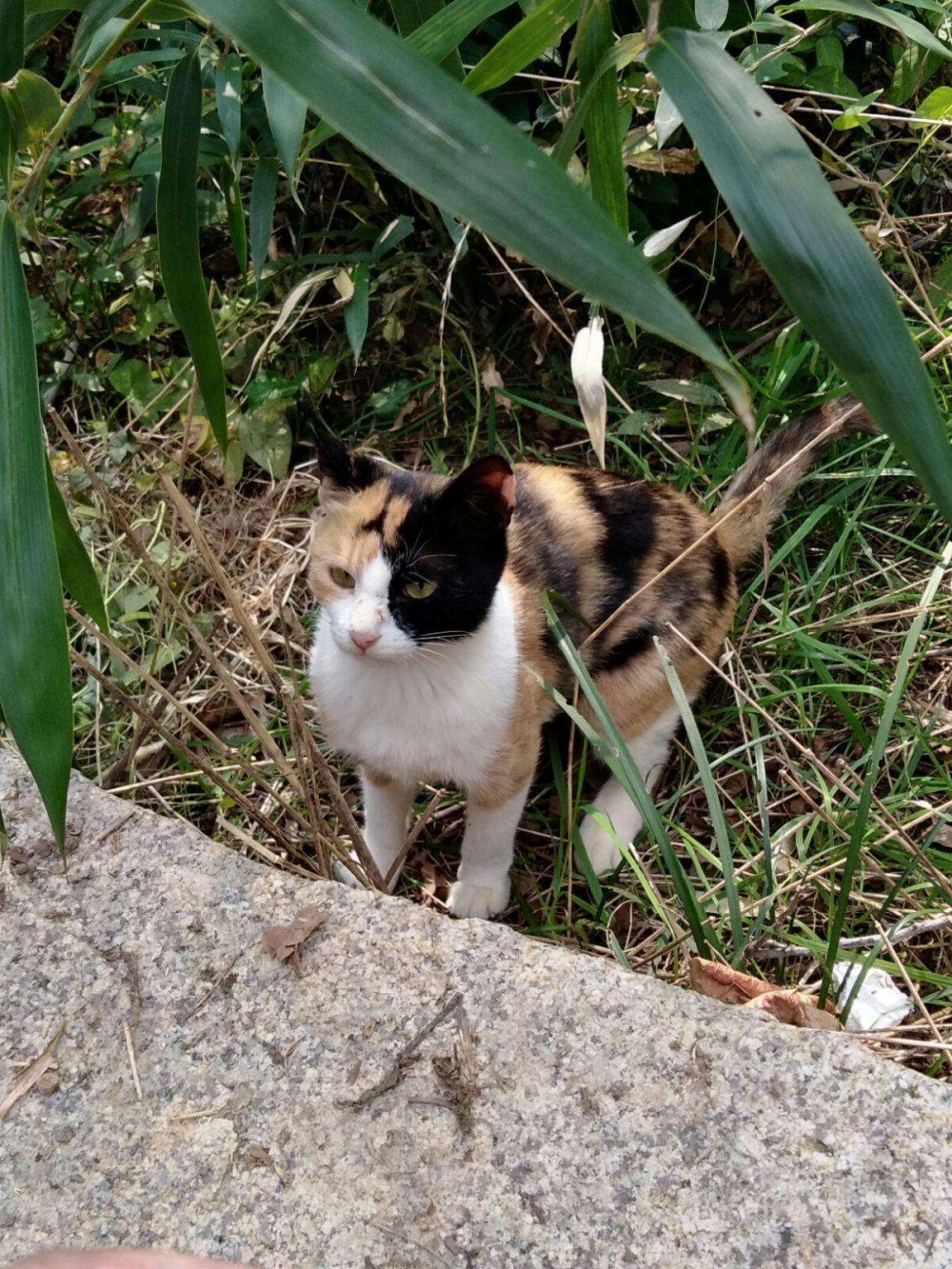 一组野外的花脸猫图片