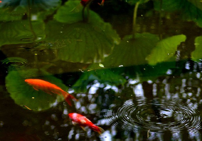 碧荷水中映，红鱼叶上游