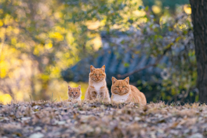 一组猫妈妈与猫宝宝相伴相随的图片