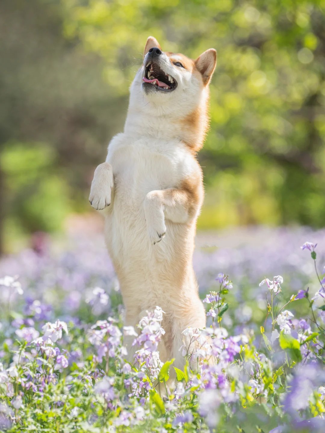 一组萌宠柴犬春日写真图片