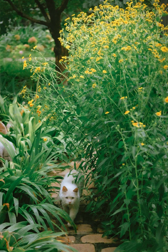 一群在花园里玩耍的猫咪图片