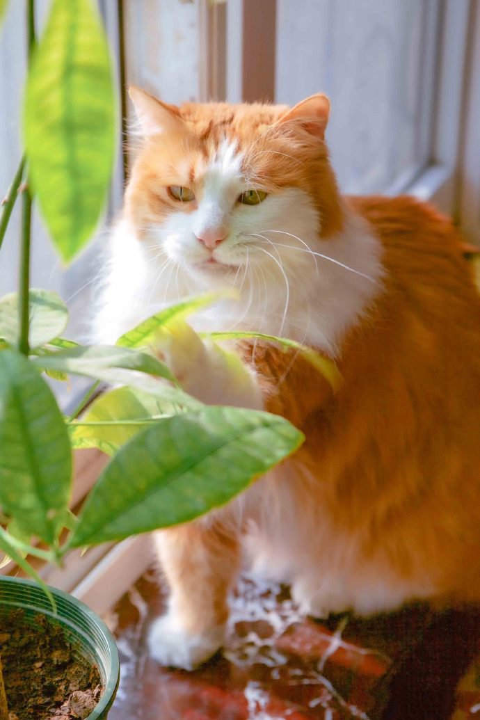 一组清新美丽的橘猫图片