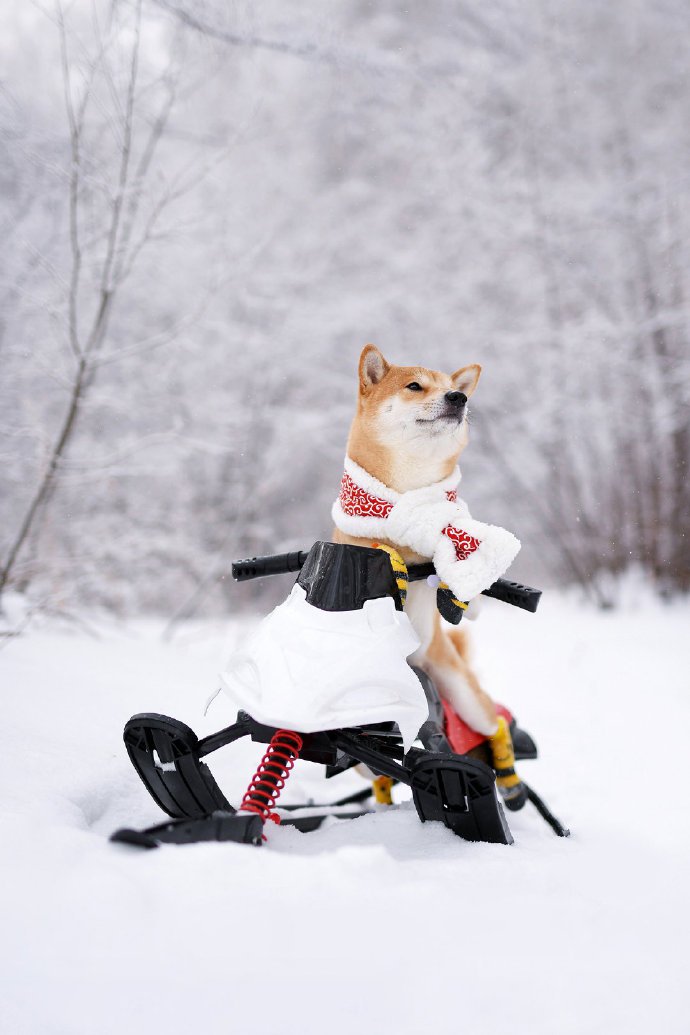 冬日雪景里的柴犬图片