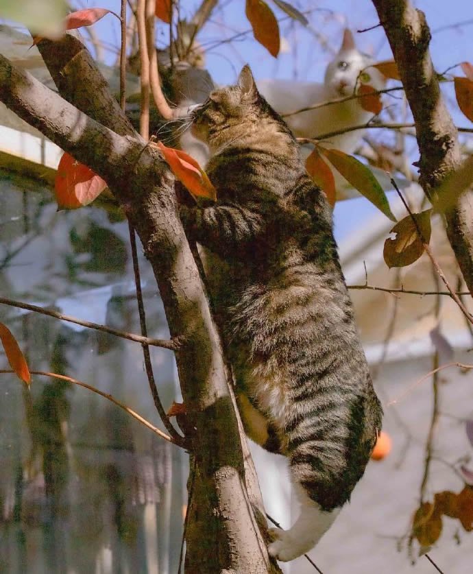 酷爱爬树的漂亮猫猫