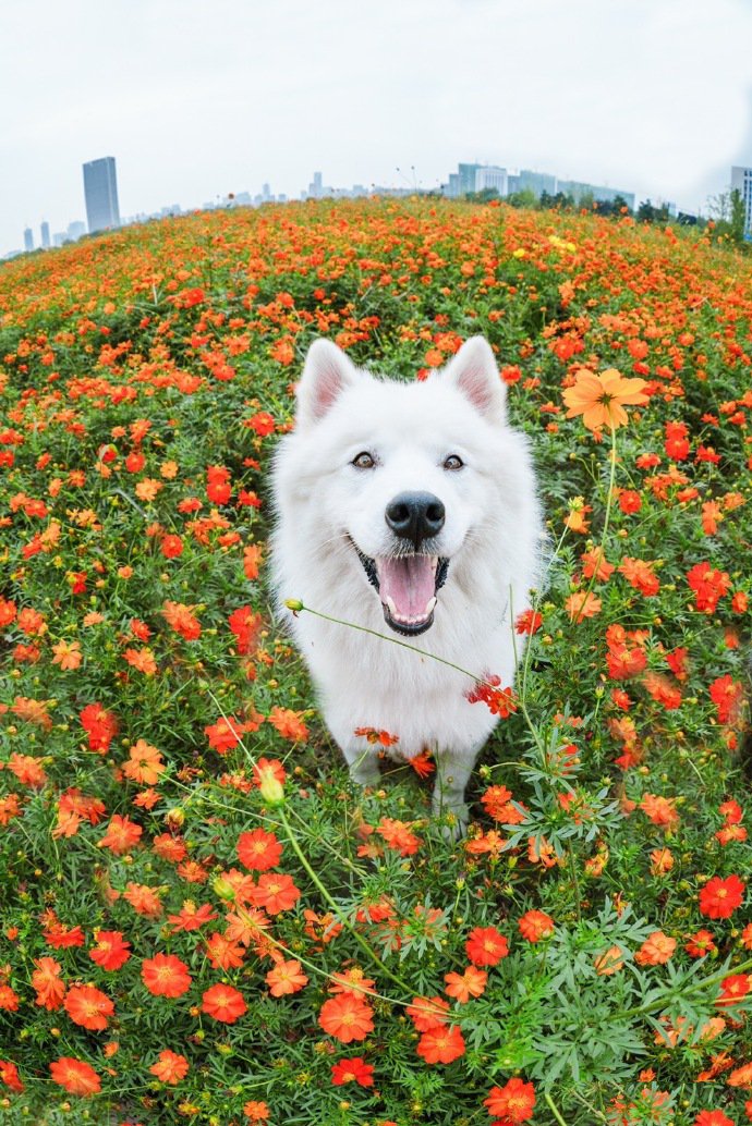 白色萨摩耶的浪漫花海写真