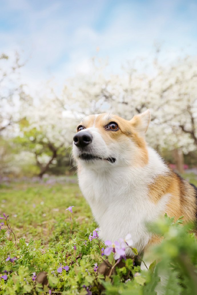 春日梨花树下的柯基犬摄影图片