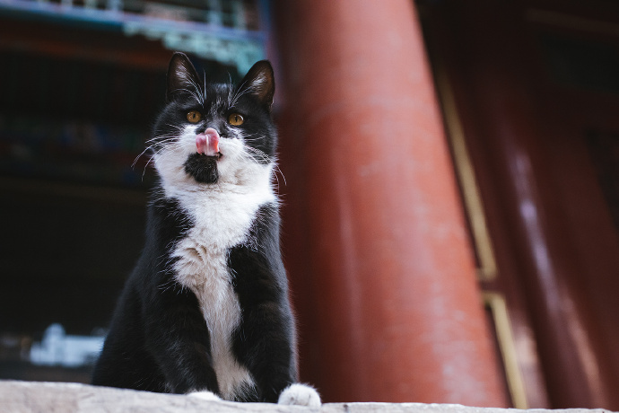 威武霸气的猫咪图片