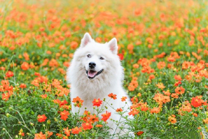 白色萨摩耶的浪漫花海写真