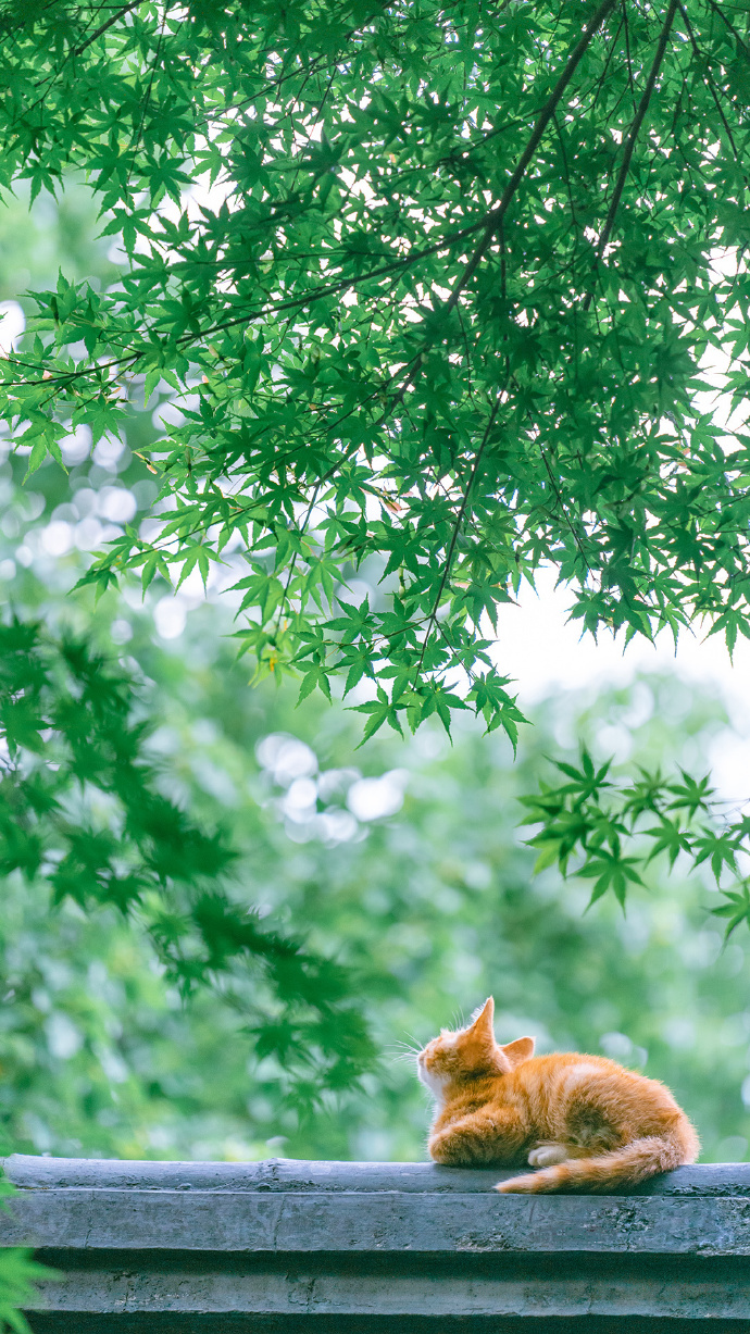 炎炎夏日送來(lái)清涼一夏的貓咪圖片