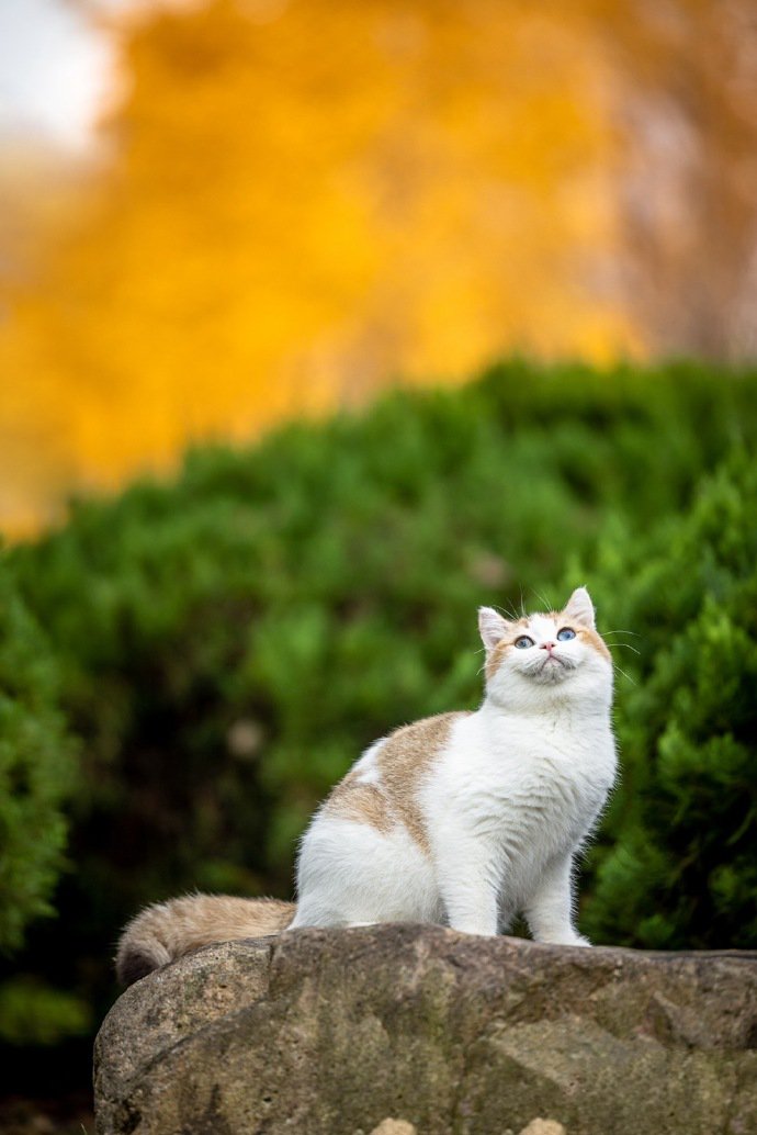 举手投足都萌萌哒的小猫咪图片