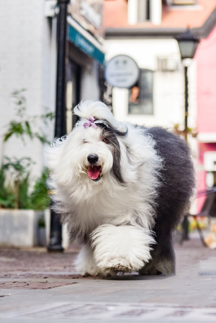 毛發(fā)飄逸的古牧犬