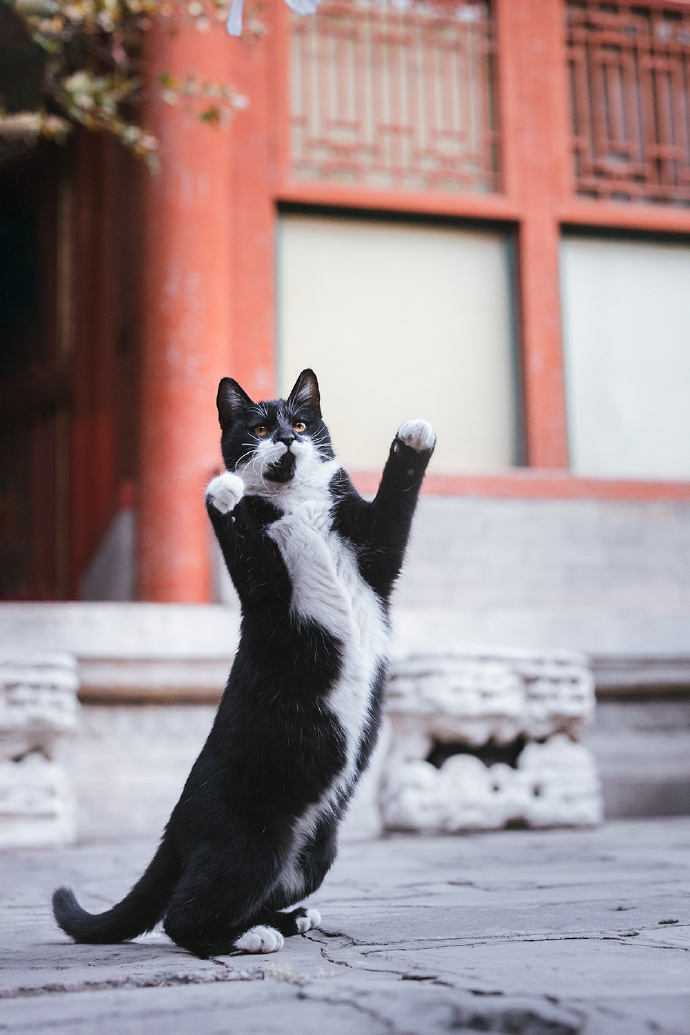 威武霸气的猫咪图片