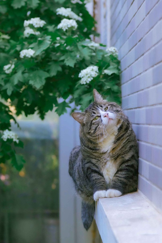 花墙旁小心翼翼走过来的大脸猫图片