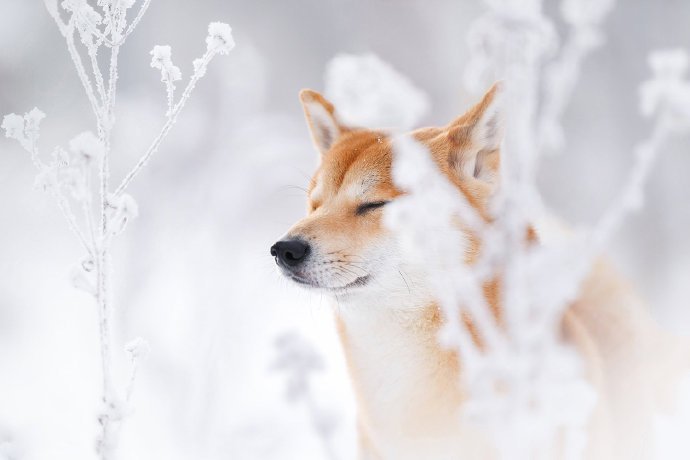 冬日雪景里的柴犬图片