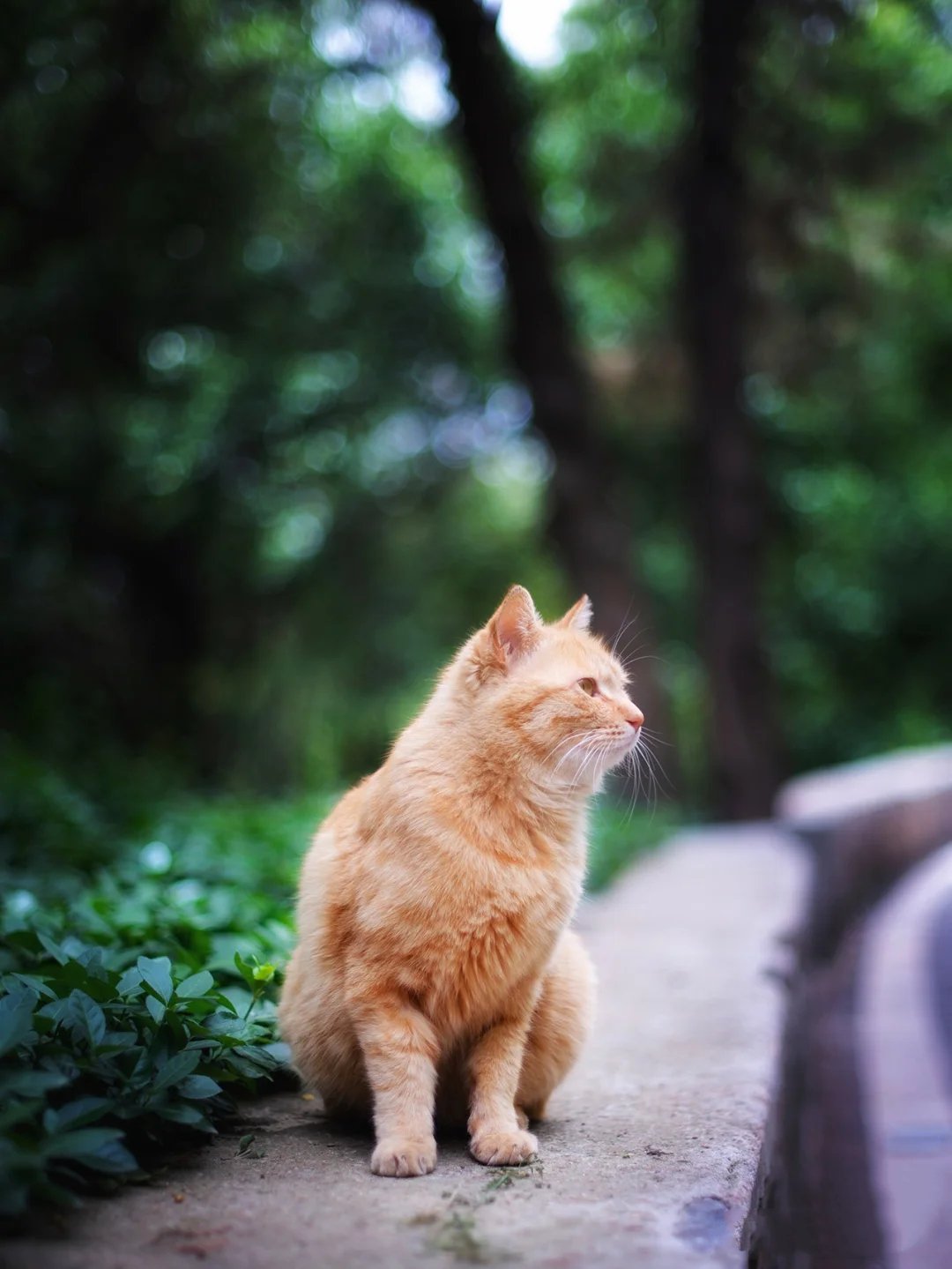 一组神态非常自然的猫咪随拍图片