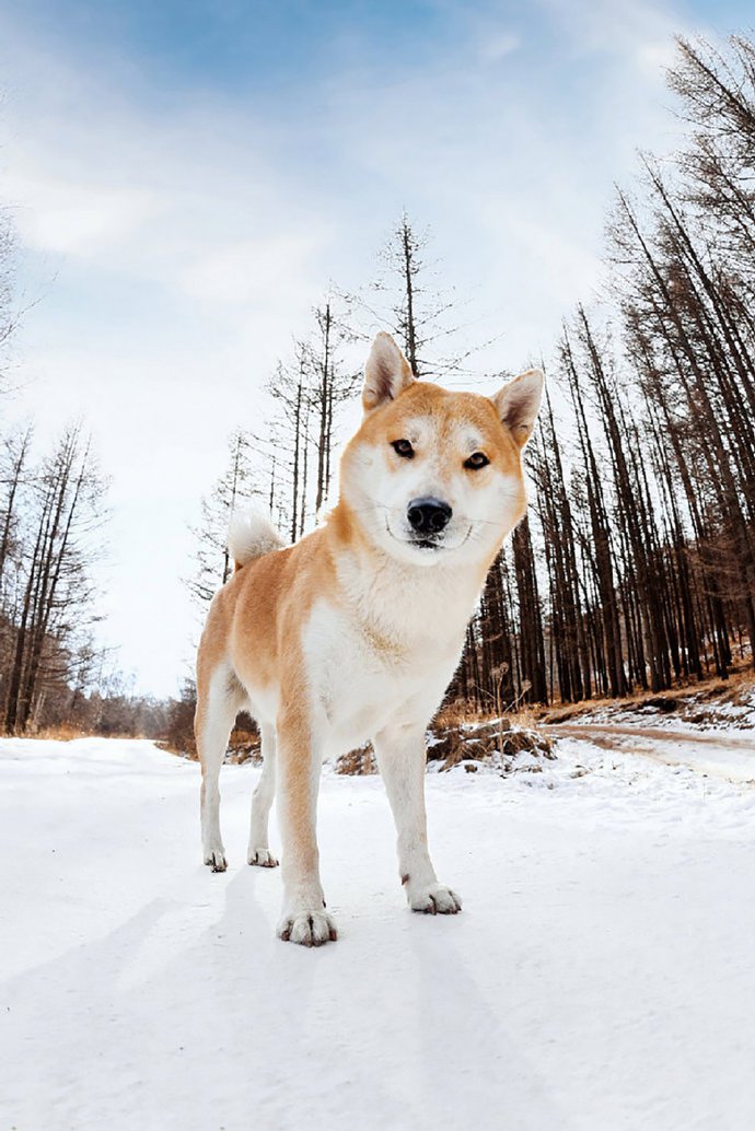 雪地里超美的狗狗图片欣赏