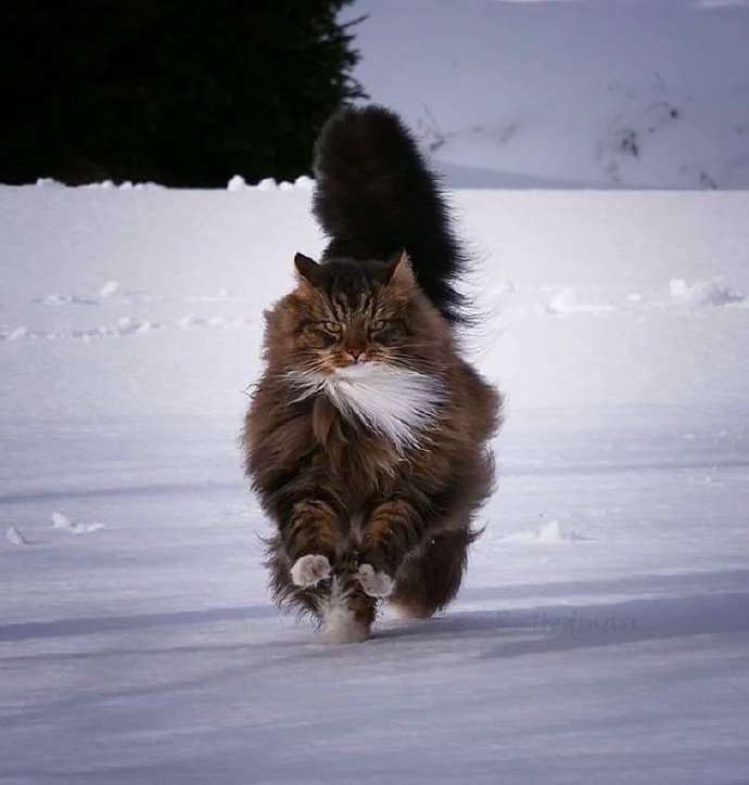 在雪地里飞驰的西伯利亚森林猫图片