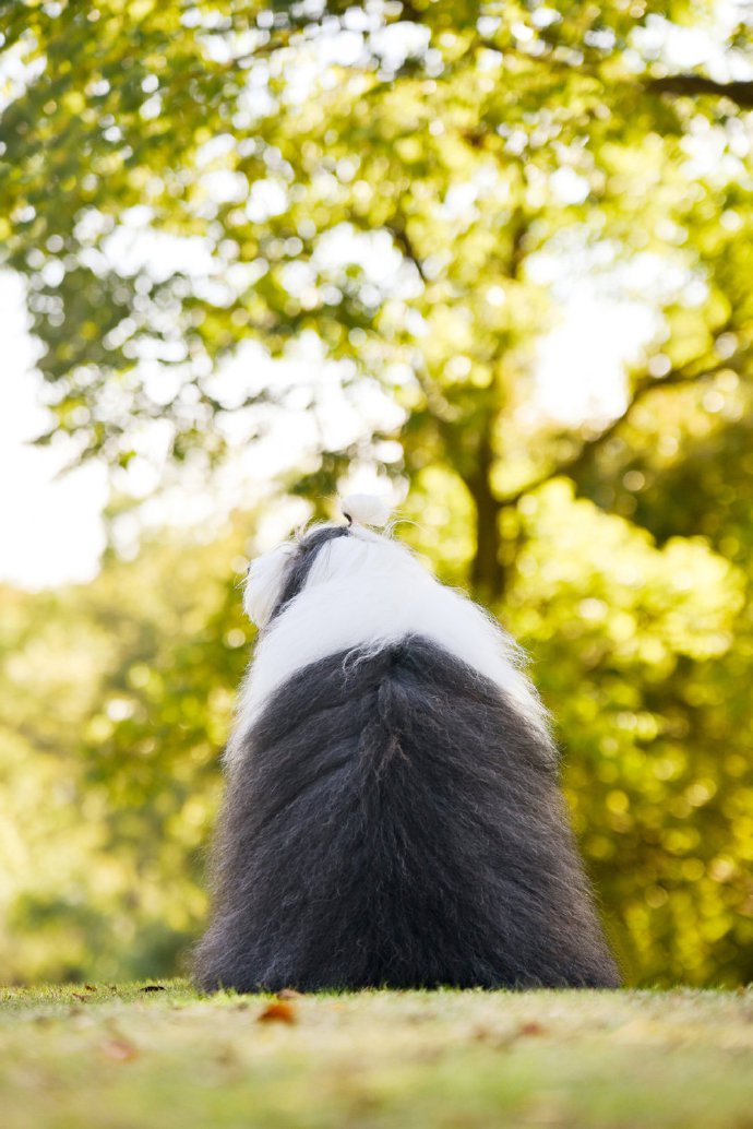 毛发飘逸的古牧犬