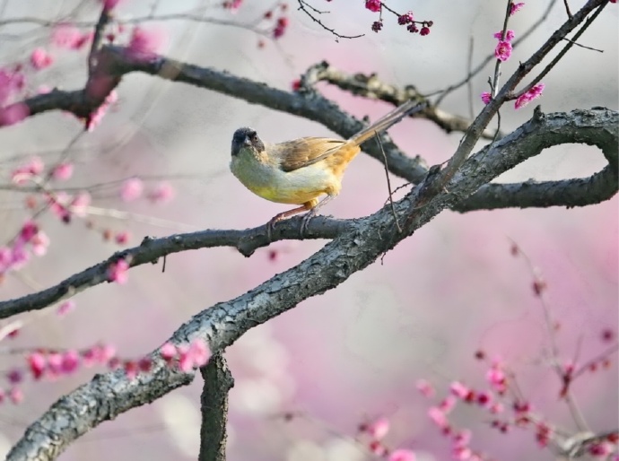 喜歡站在樹(shù)枝上的小鳥(niǎo)圖片