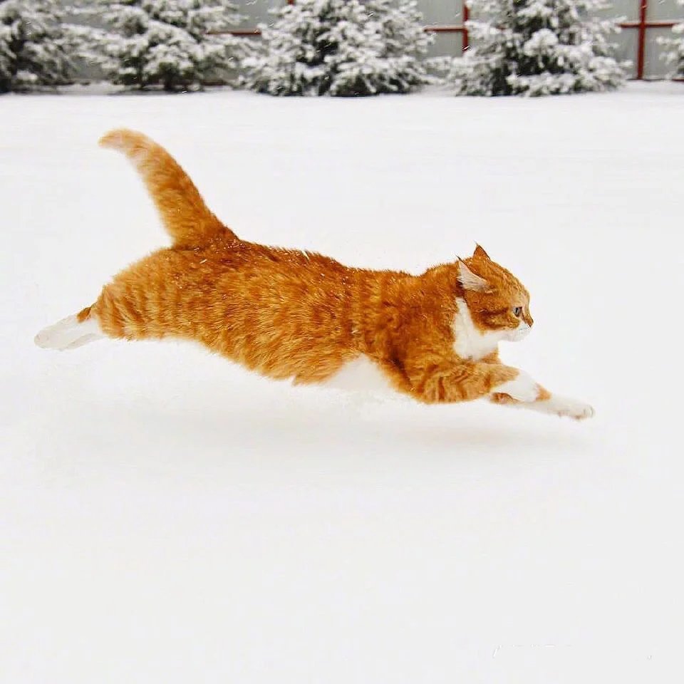 一组威武霸气在雪地疯狂奔跑的橘猫图片