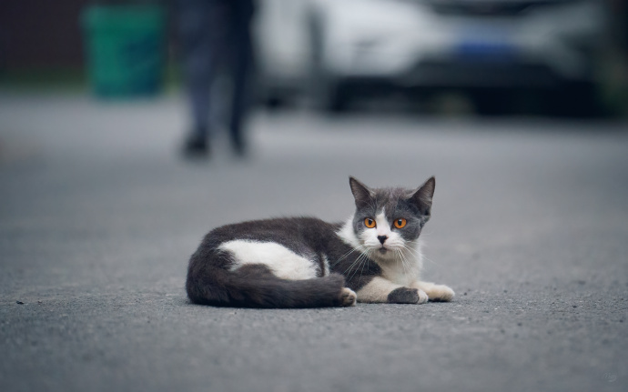 胆小警惕的野外猫咪