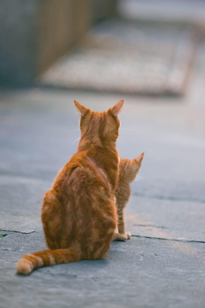 一组猫妈妈与猫宝宝相伴相随的图片