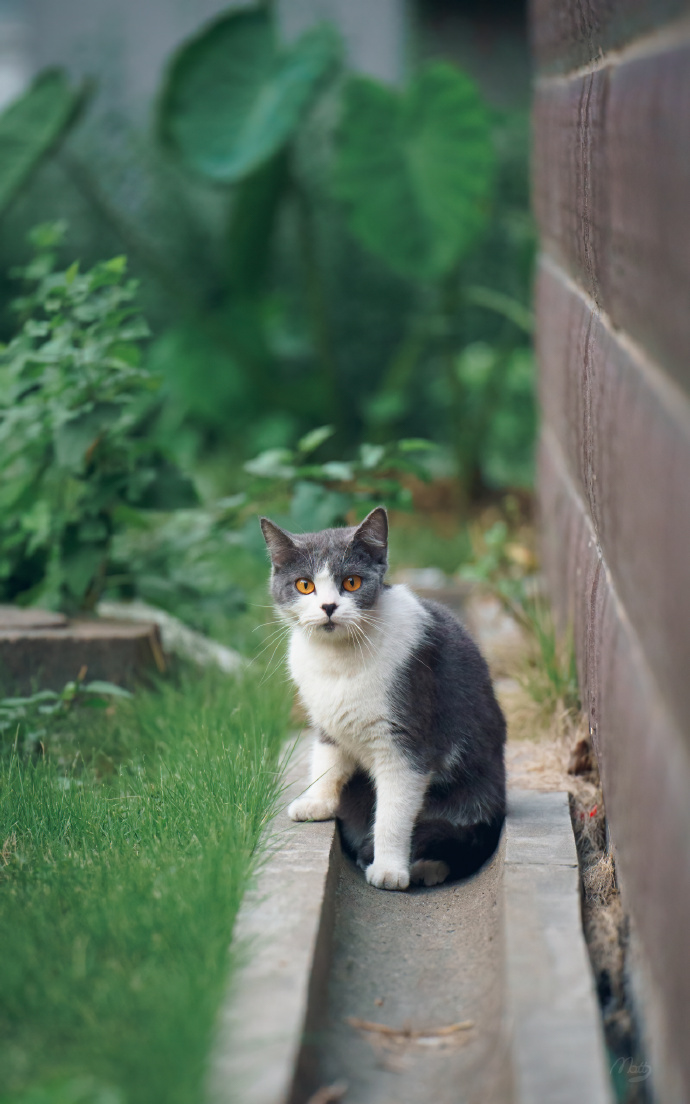 胆小警惕的野外猫咪