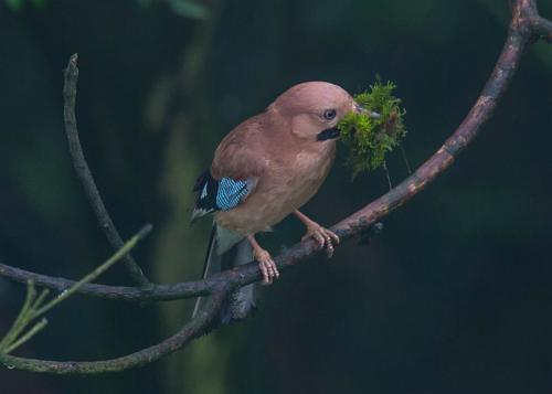 林鳥松鴉圖片