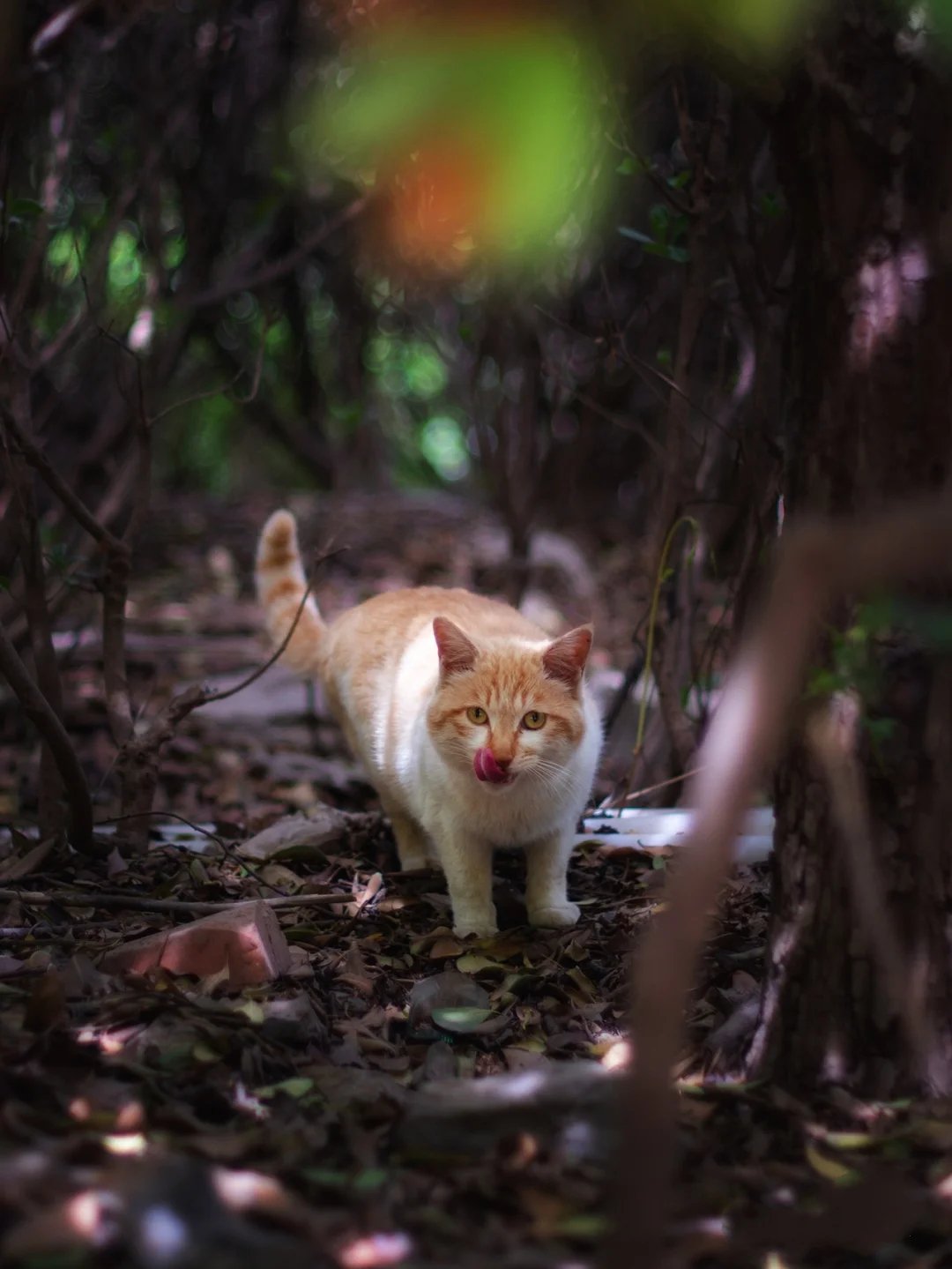 一组神态非常自然的猫咪随拍图片