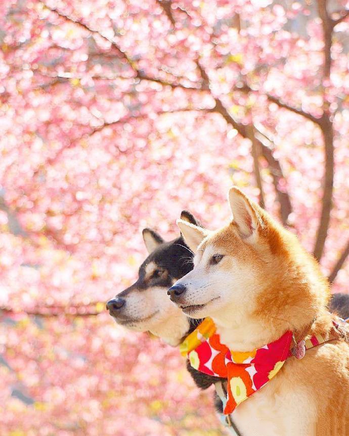 春日里的柴犬組合，太治愈了