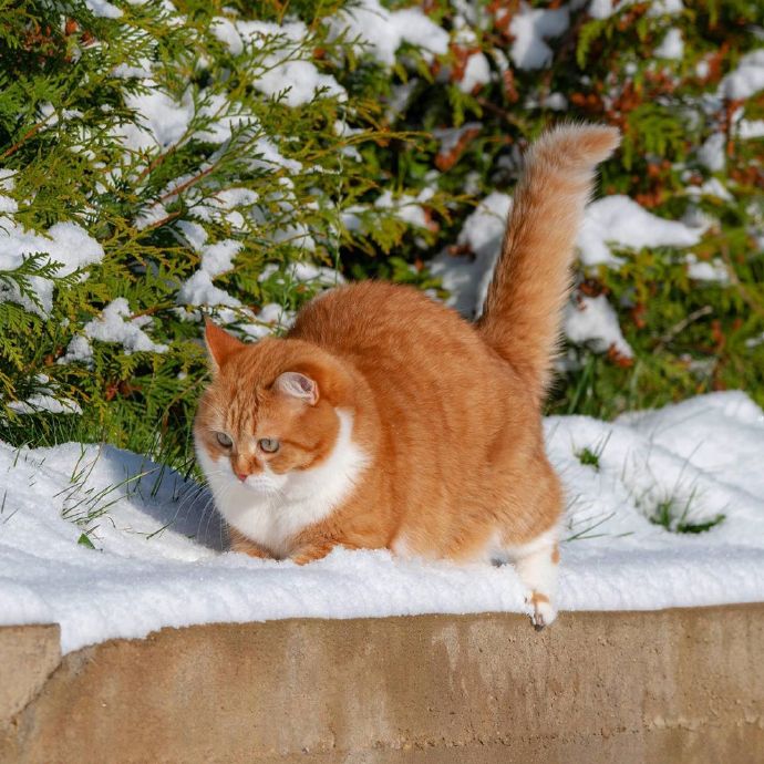 雪地里的神氣大橘