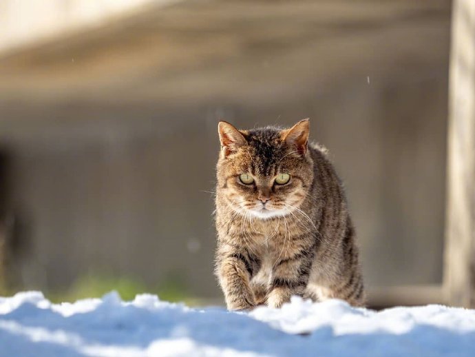 一组雪地里的猫咪图片