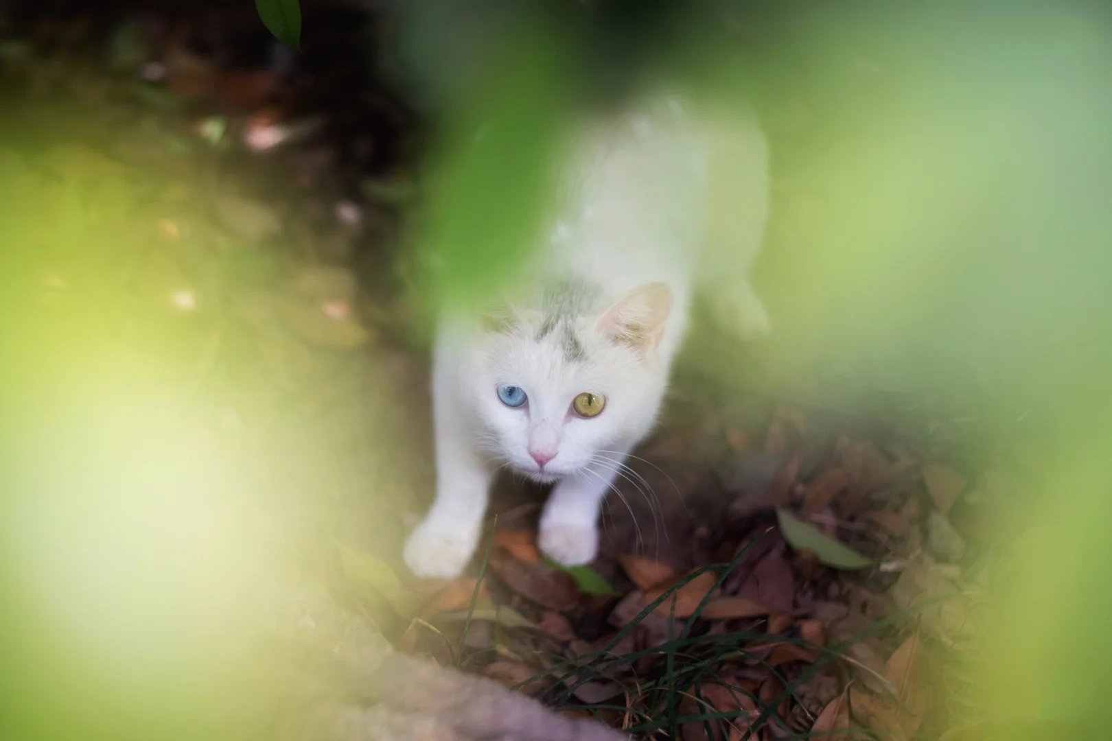 一组神态非常自然的猫咪随拍图片