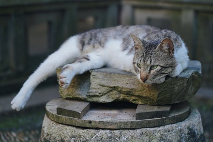 沧浪亭藕花水榭温馨的一家三口猫咪图片