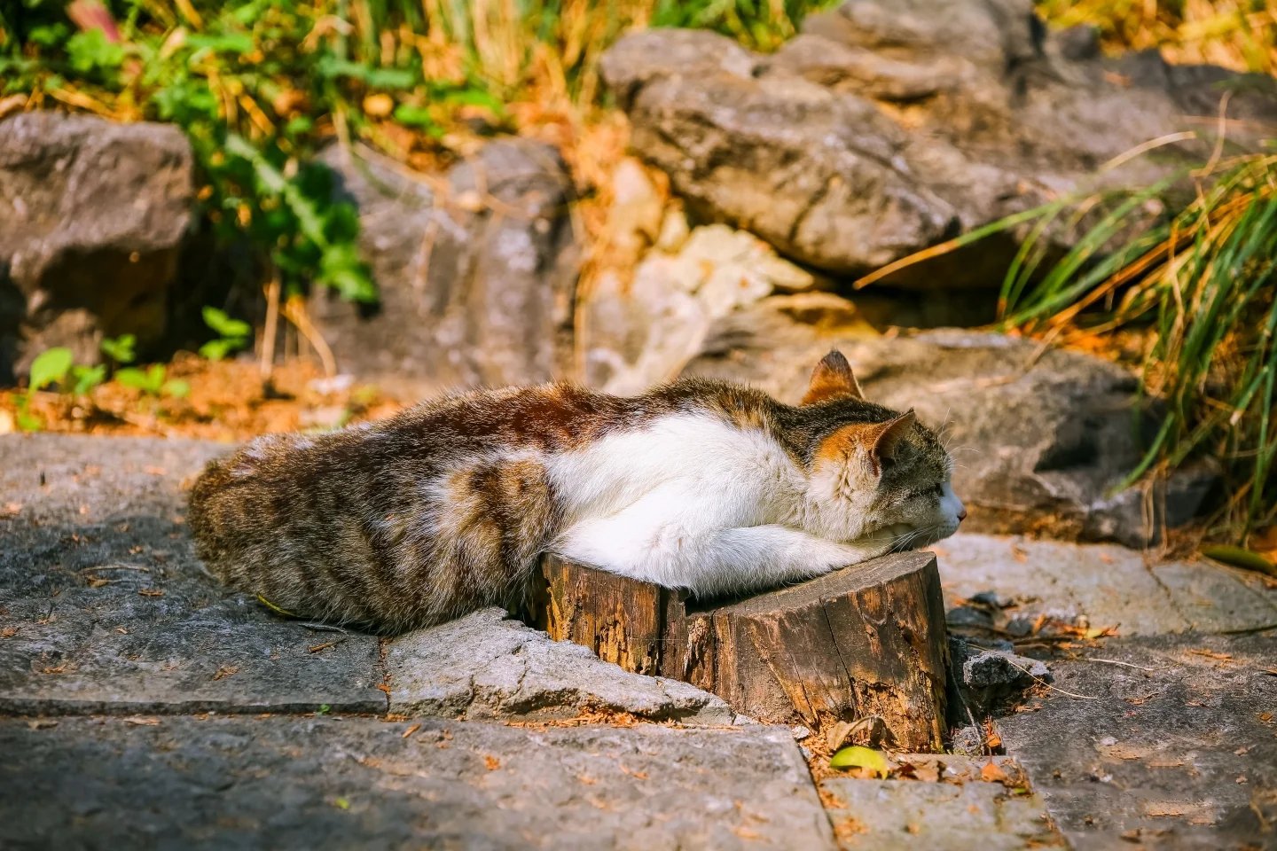 盛夏阳光下野外惬意云游的猫咪图片