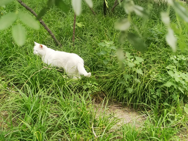 在绿色草丛中极为醒目的白色猫咪图片