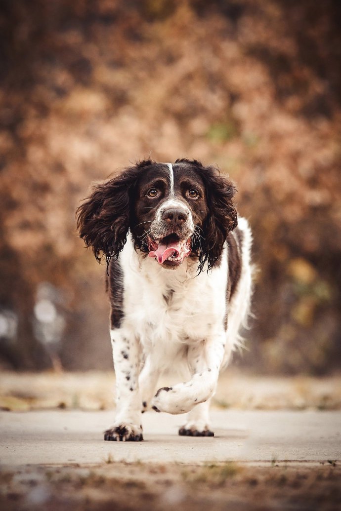 一组乖巧友善的史宾格犬图片