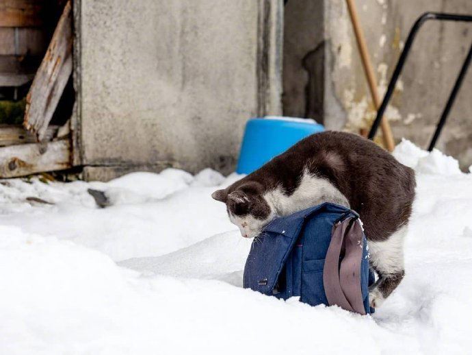 一组雪地里的猫咪图片