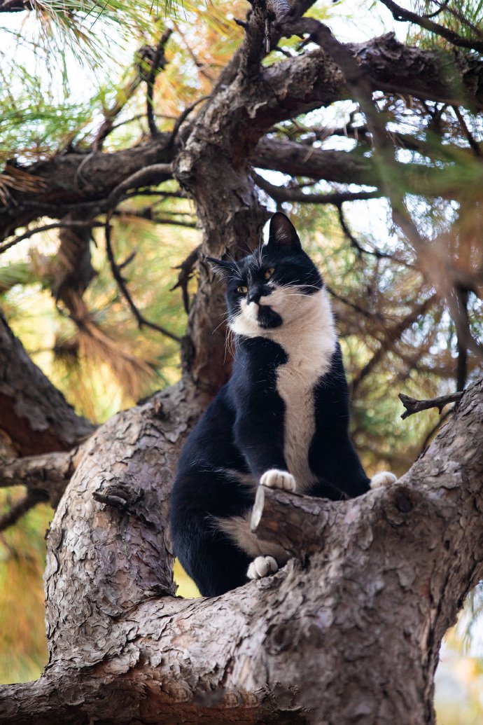 一只黑白相间的猫咪图片