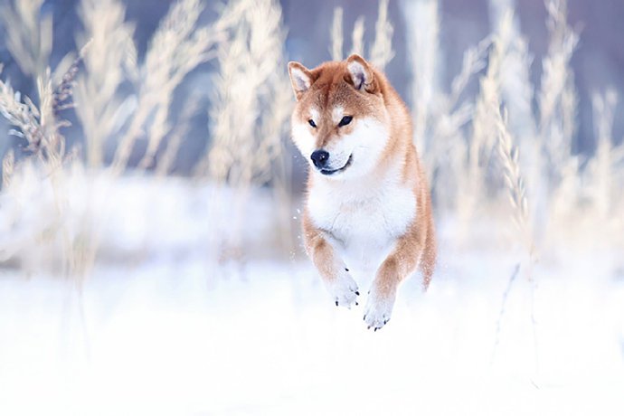 雪地里超美的狗狗图片欣赏