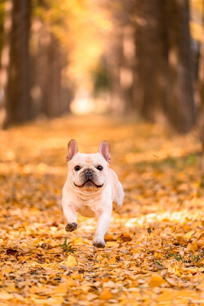 一组乖巧的斗牛犬外景写真图片