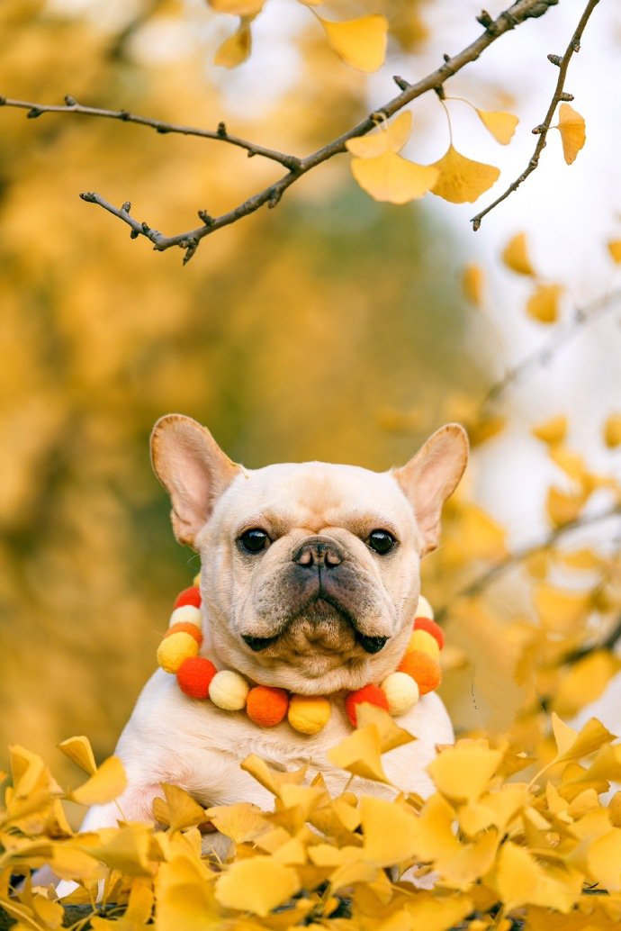 一组乖巧的斗牛犬外景写真图片