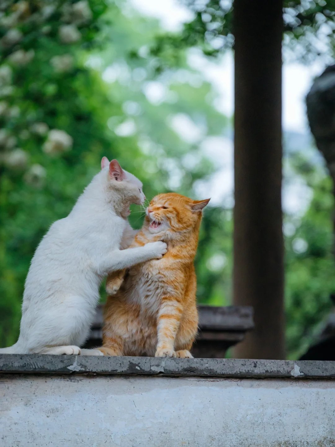 一组从甜蜜到仇恨掐架的猫咪过程图