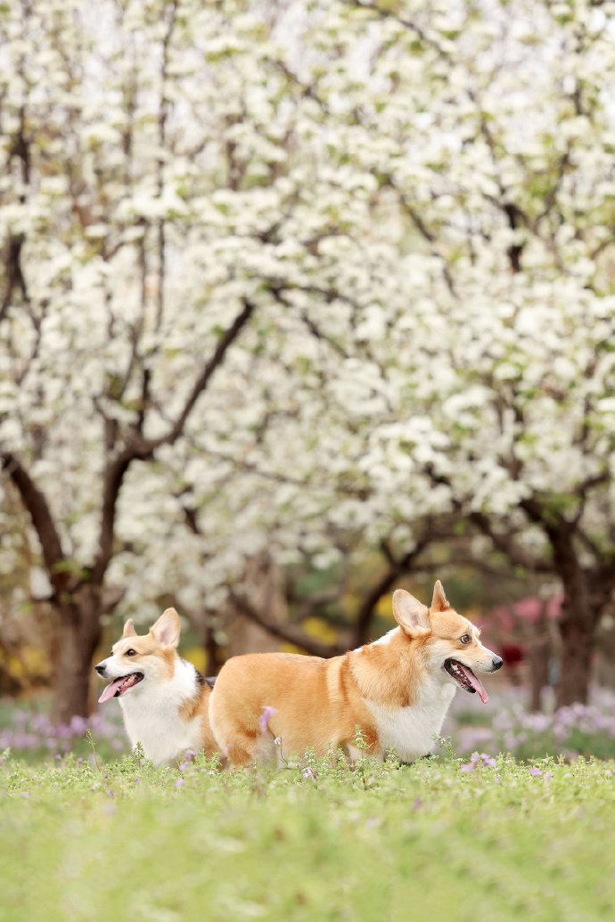 春日梨花树下的柯基犬摄影图片