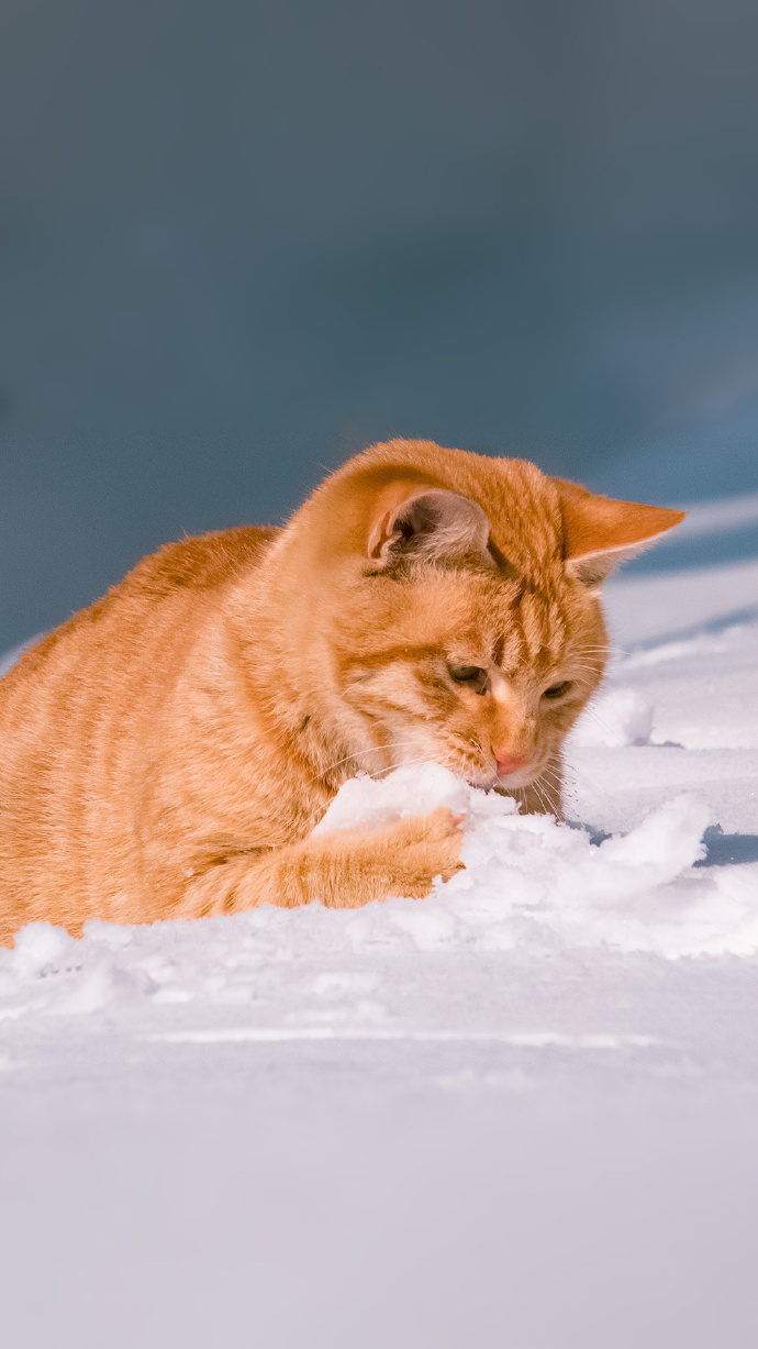 一组橘猫戏雪图片